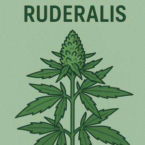 Effetti e caratteristiche della cannabis Ruderalis